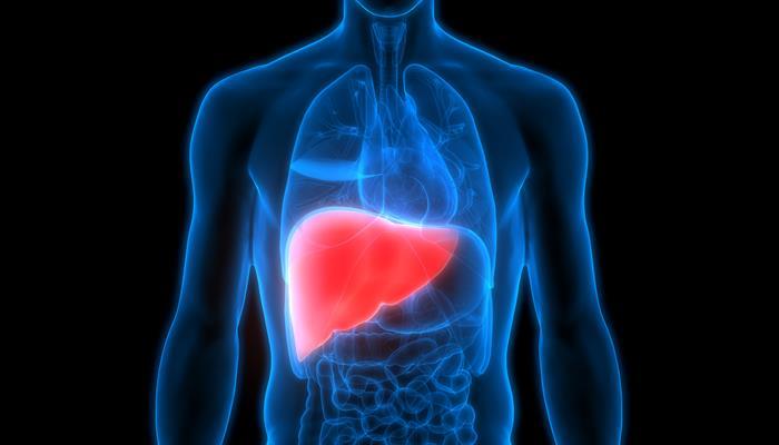 Neue potenziell therapeutische Targets für nicht-alkoholische Fettlebererkrankung entdeckt