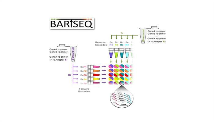 Neue Barcode-Technologie ermöglicht zielgenaue Einblicke in einzelne Zellen