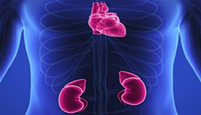 Wie SGLT2-Inhibitoren das Herz und die Nieren schützen – die aktuellsten Erkenntnisse
